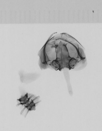 Media type: image;   Herpetology A-1326 Aspect: dorsoventral x-ray